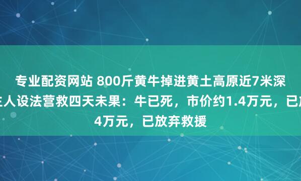 专业配资网站 800斤黄牛掉进黄土高原近7米深坑洞，主人设法营救四天未果：牛已死，市价约1.4万元，已放弃救援